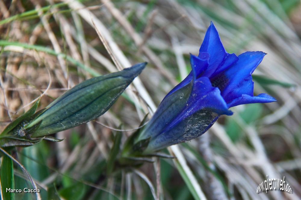 03_gentiana acaulis.jpg